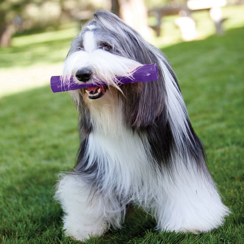 KONG Squeezz Stick Fetch Dog Toy - Purple - L