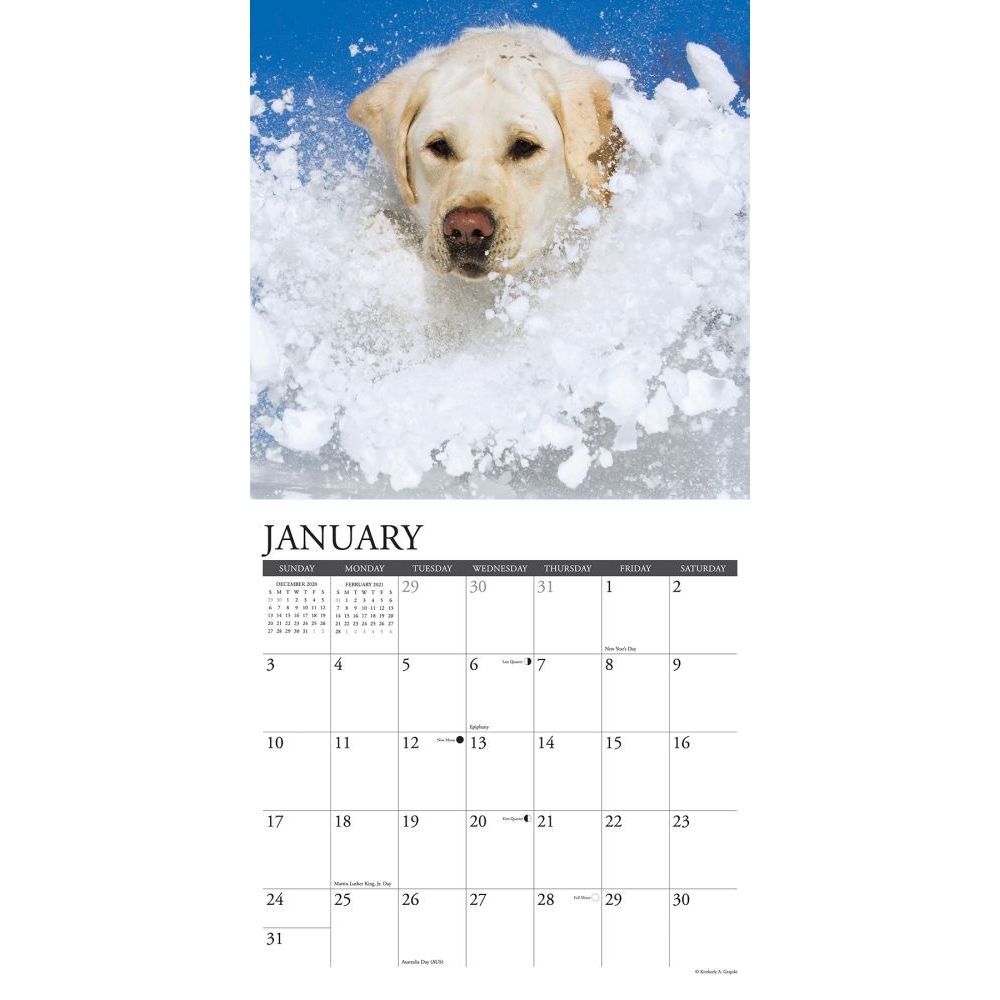 Willow Creek Press,  Just Yellow Labs Wall Calendar 2021