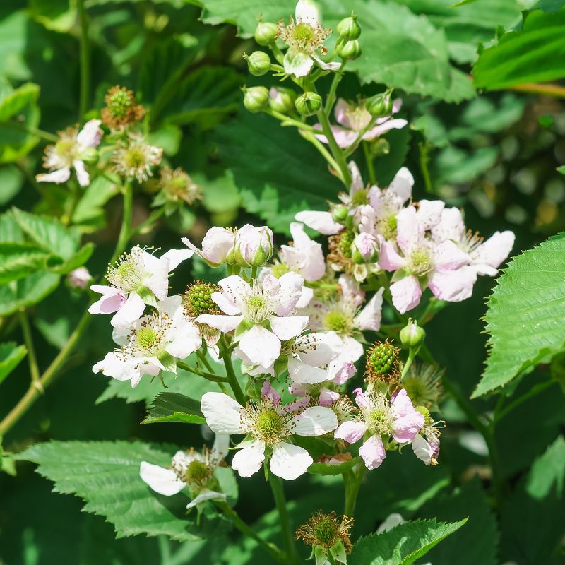 2pc Bushel and Berry Collector's Edition - National Plant Network