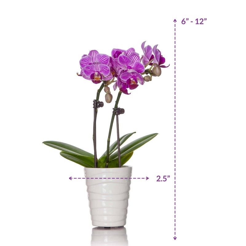 Just Add Ice 2.5" Pink Orchid in Ceramic