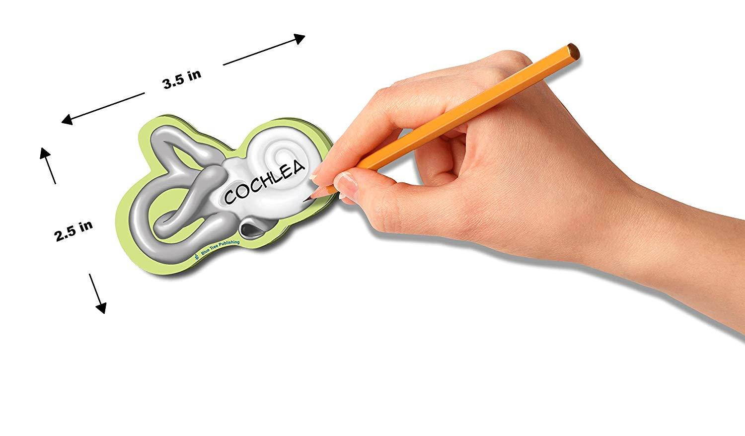 Cochlea Sticky Notes, 4 Packs-100 Sheets Per Pack