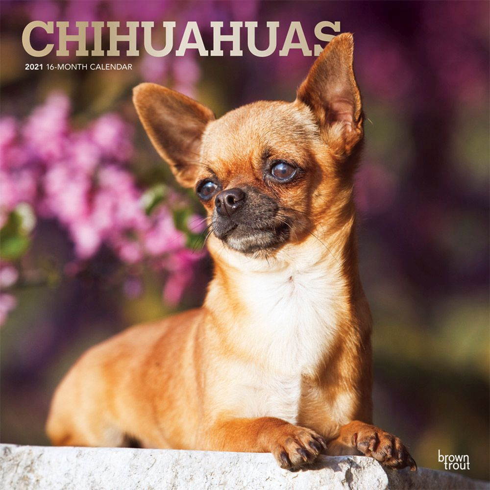BrownTrout,  Chihuahuas Wall Calendar 2021