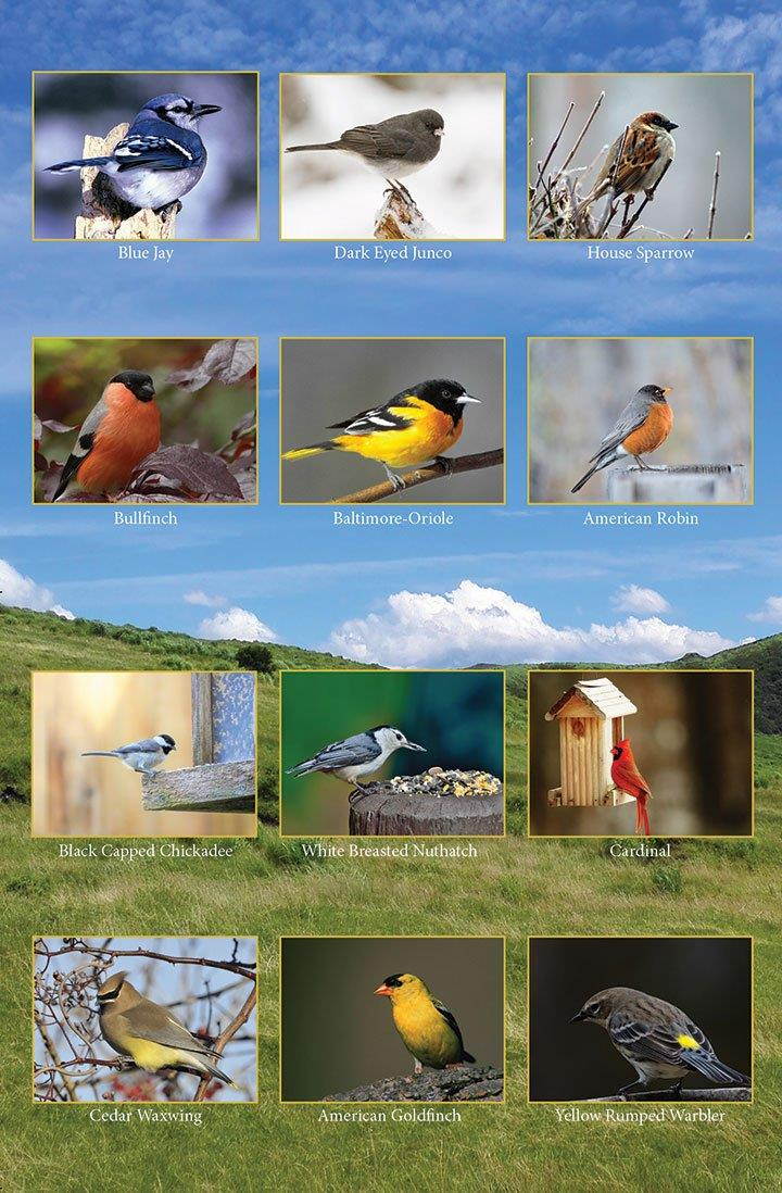 Song Bird Greeting Cards With Identification Card - 12 Different Birds - Blank on the Inside - 5.5" x 4.25" (12 Pack)