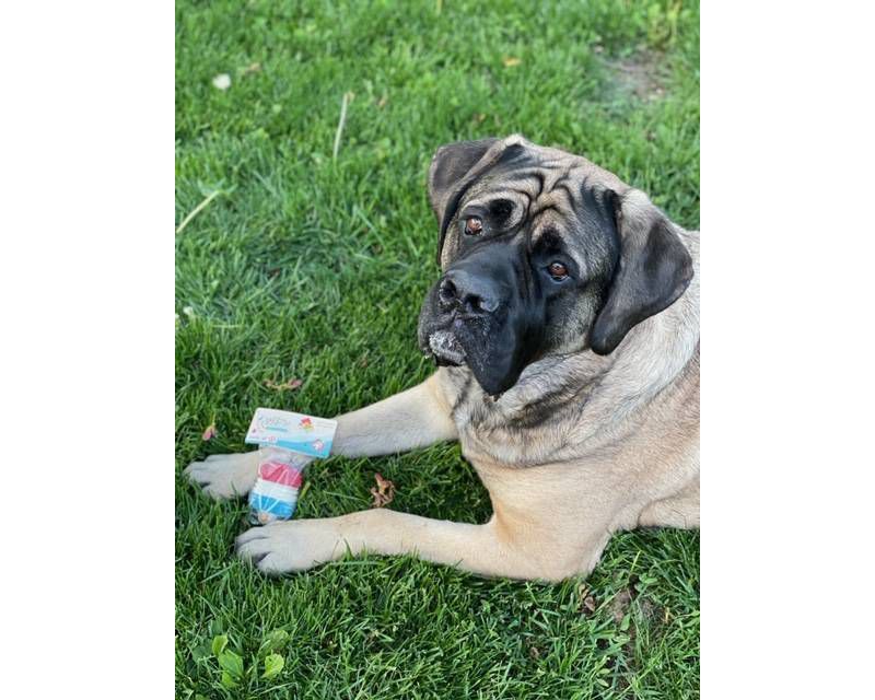 Molly's Barkery Ice Pop Dog Treats - 2oz