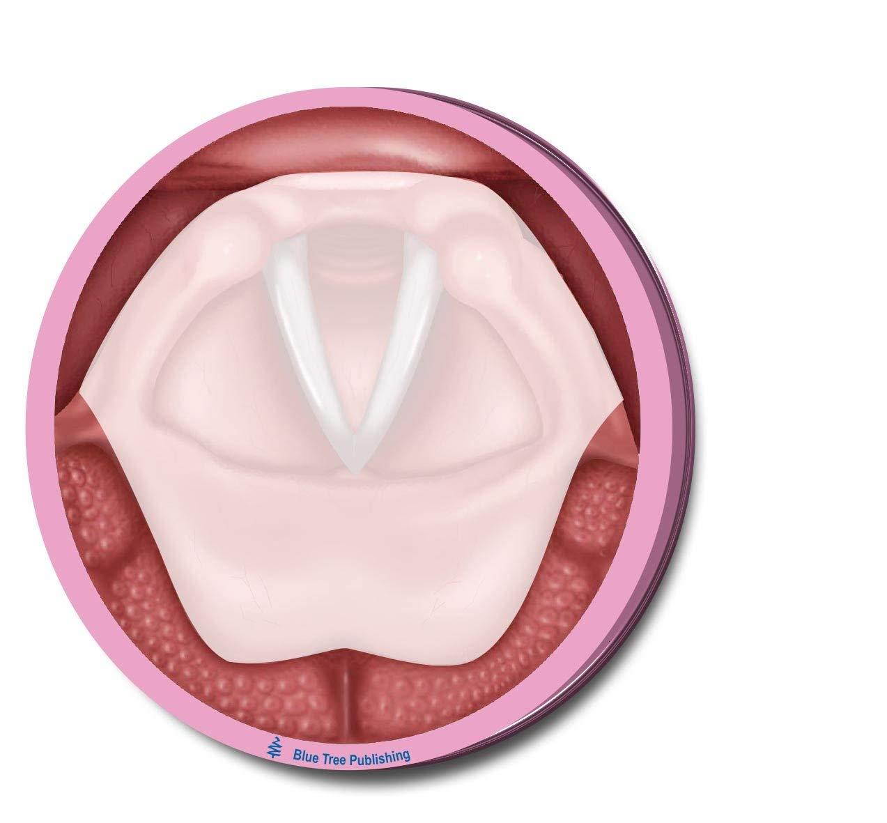 Vocal Folds Sticky Notes, 4 Packs-100 Sheets Per Pack