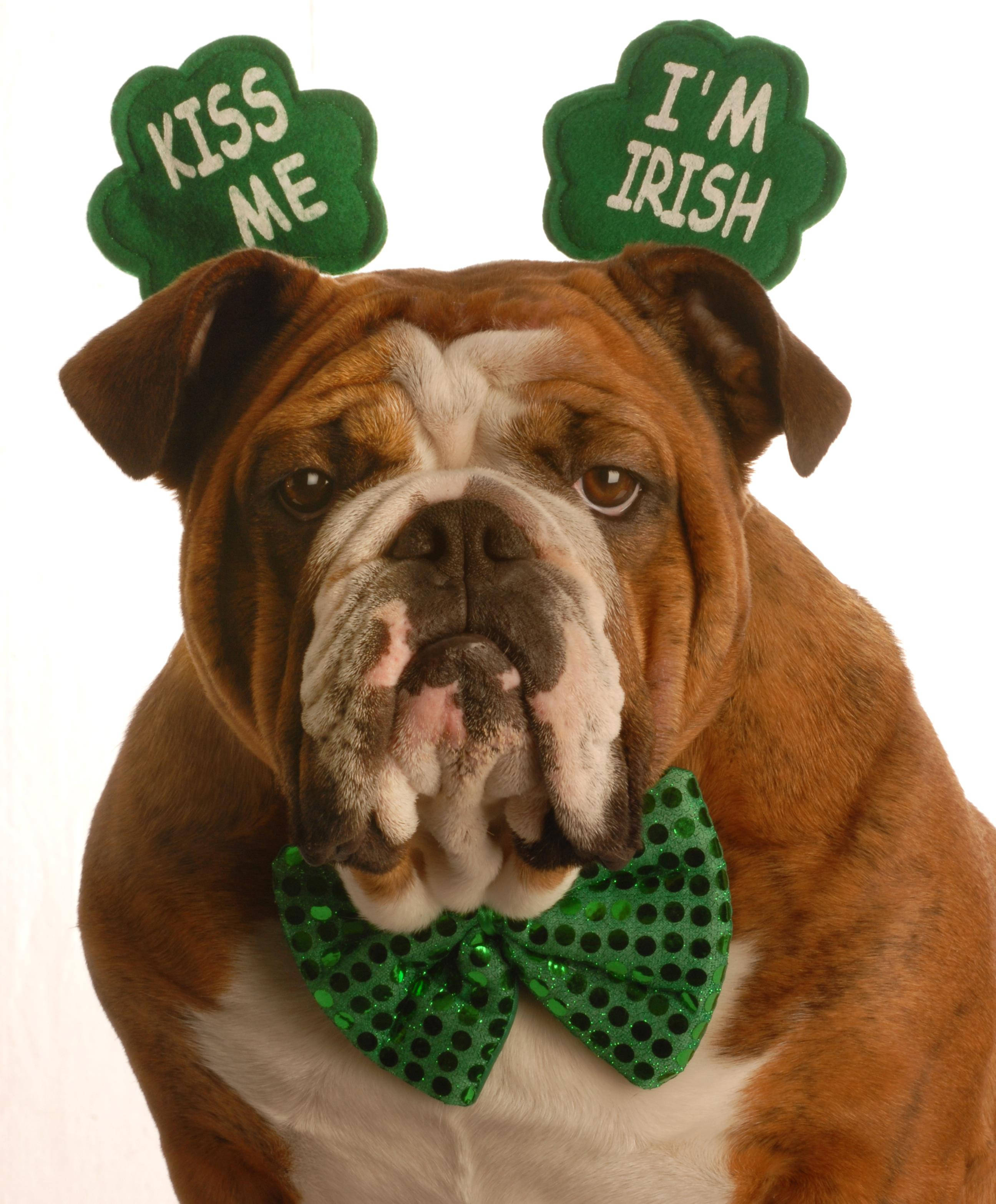 St. Patrick's Day Greeting Cards - Bow Tie Bulldog - BTB100. Business Greeting Card with a Bulldog Wearing a Bow Tie and Clover Headband. Box Set has 25 Greeting Cards and 26 Green Colored Envelopes.