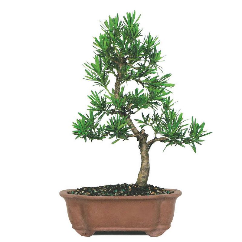 Medium Podocarpus Micro Phyllus Outdoor Live Plant - Brussel's Bonsai