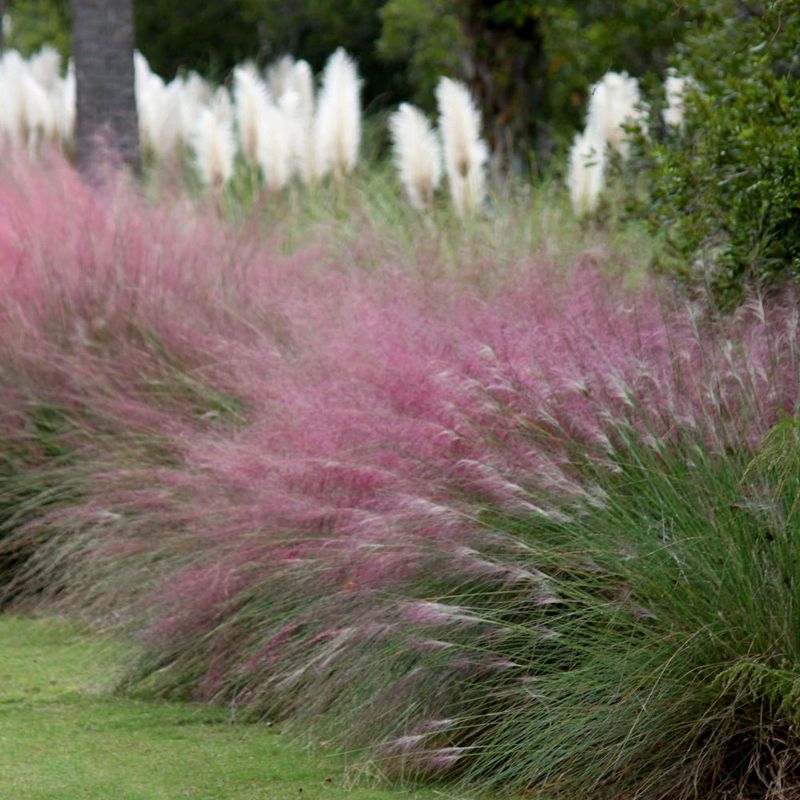 3pc Pink Muhly - National Plant Network