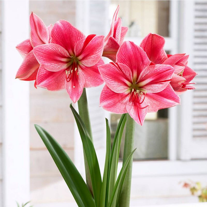 1ct Amaryllis Gervase Bulb - Van Zyverden