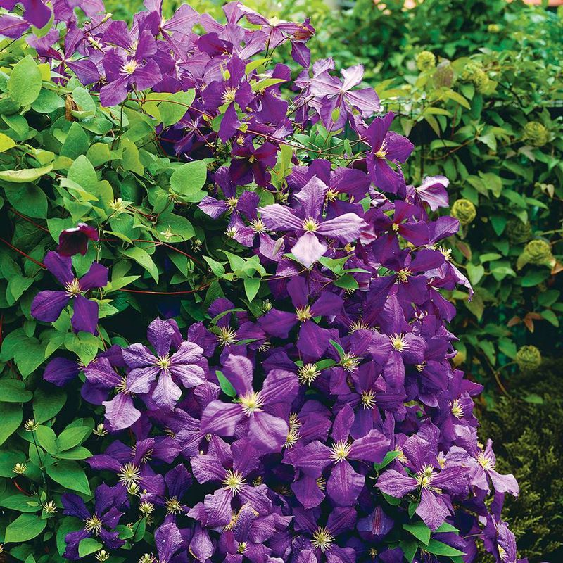 Van Zyverden Clematis Jackmanii Plant