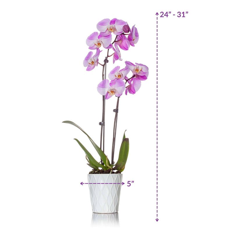 Just Add Ice 5" Pink Orchid in Ceramic