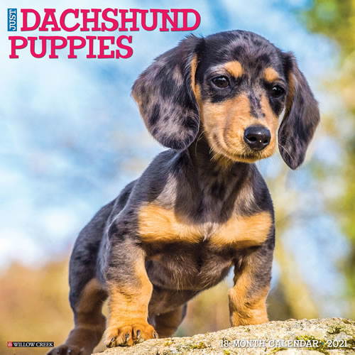 2021 Dachshund Puppies Wall