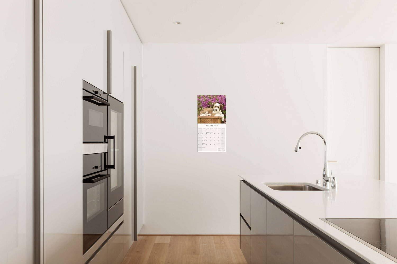 Tibetan Terrier Calendar 2019 - Dog Breed Calendar - Wall Calendar 2018-2019