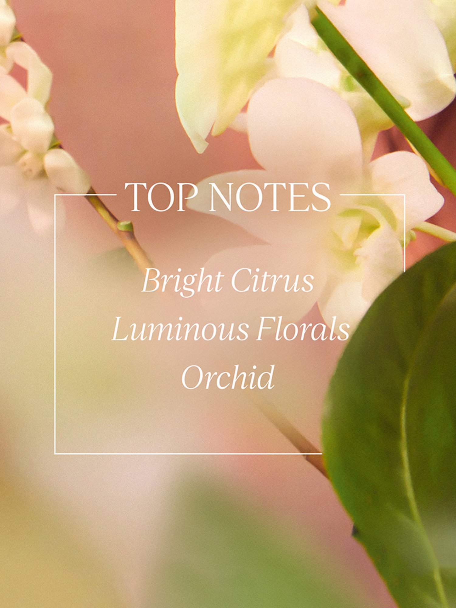 The Love Co. Cherry Blossom Body Butter - 200 gm