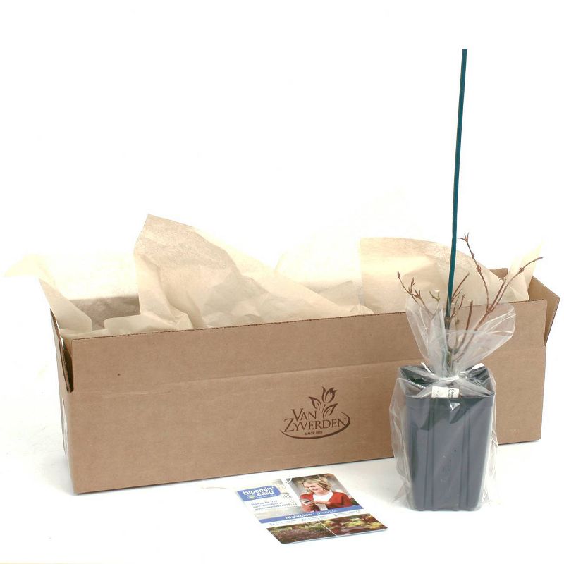 Diervilla Nightglow 4" Potted Rocketliners - Van Zyverden