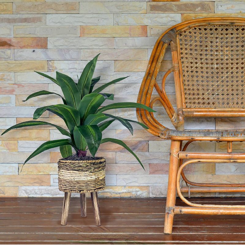 24" x 24" Artificial Dracaena Plant in Basket Stand - LCG Florals