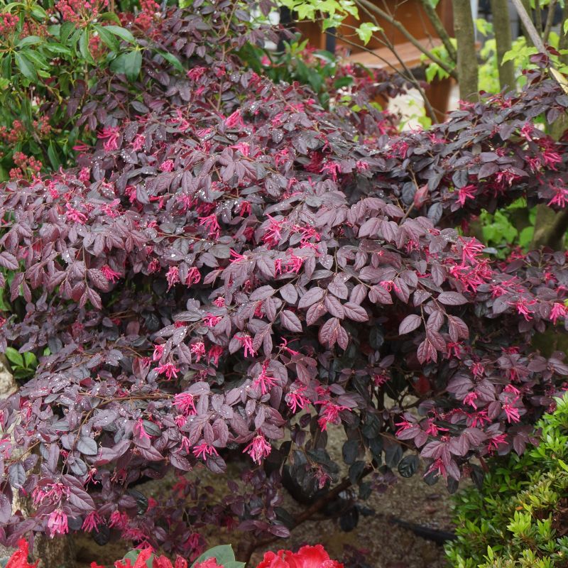 Loropetalum 'Carolina Midnight' 1pc U.S.D.A. Hardiness Zones 7-10 National Plant Network 2.25gal
