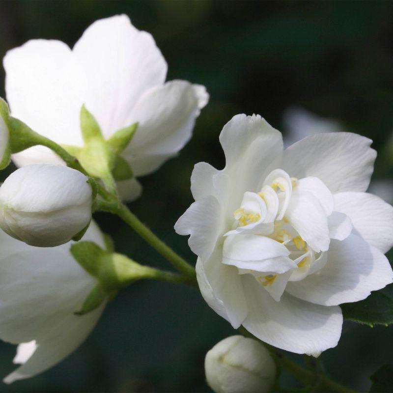 Ariana Grande Sweet Like Candy Women's Fragrance Gift Set - 2pc