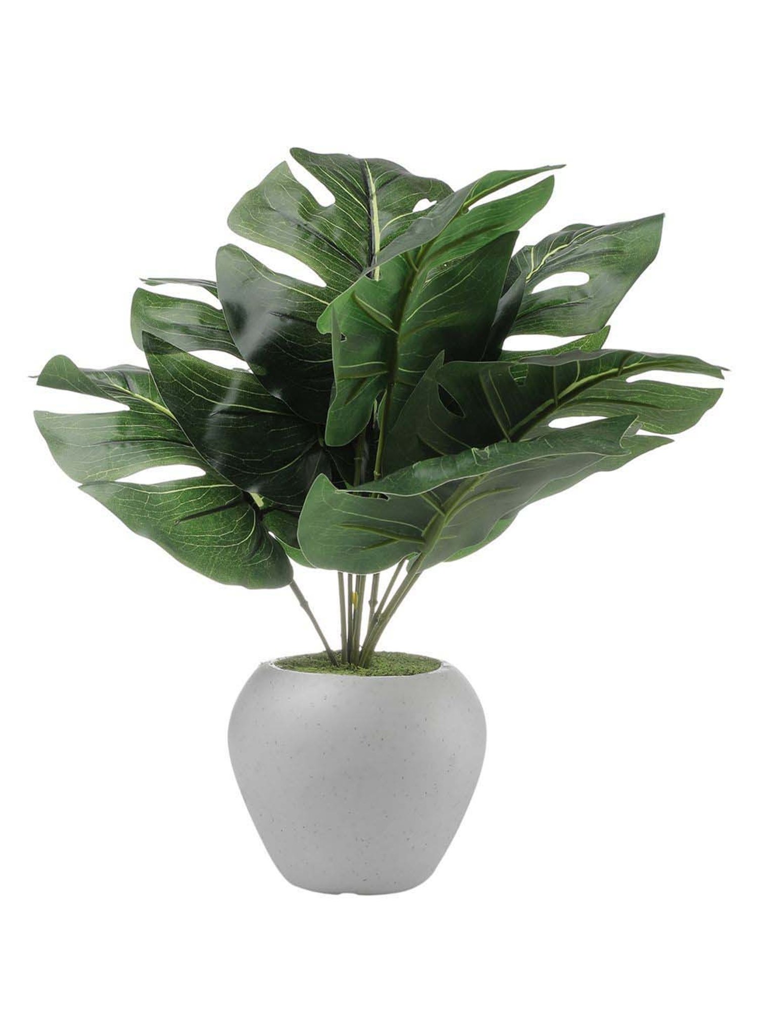 Foliyaj Multicolor Plastic Artificial Monstera Plant With Apple Shaped Pot