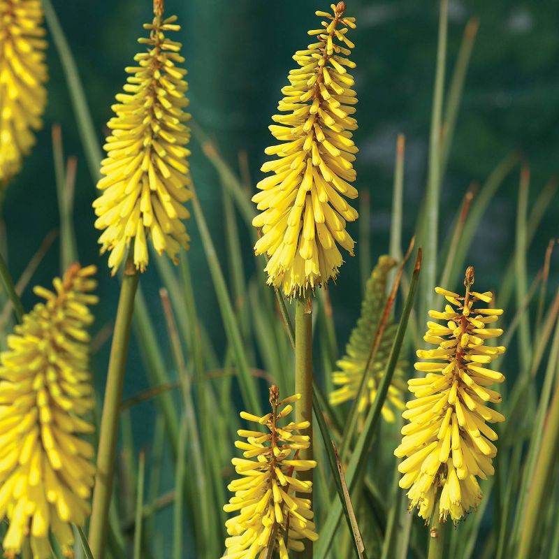 15ct Tritoma Top Choice Mixture Bulbs - Van Zyverden