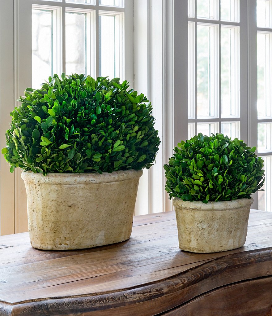 Park Hill Vintage Farmhouse Collection Potted Oval Boxwood