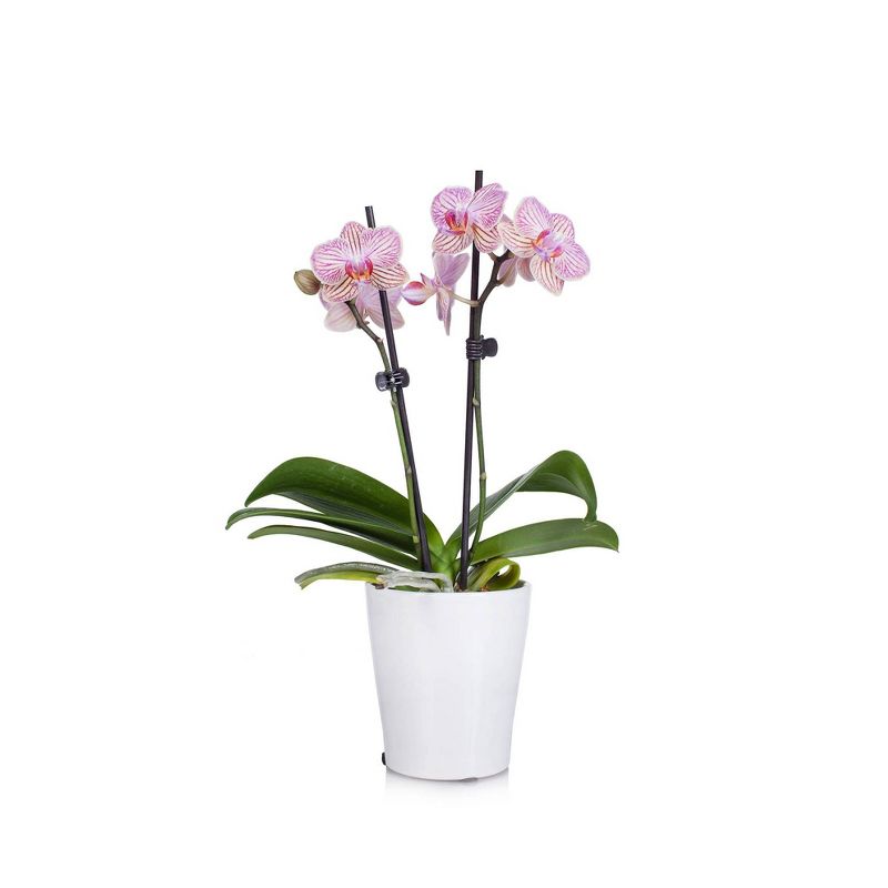Just Add Ice 3" Pink Orchid in Ceramic