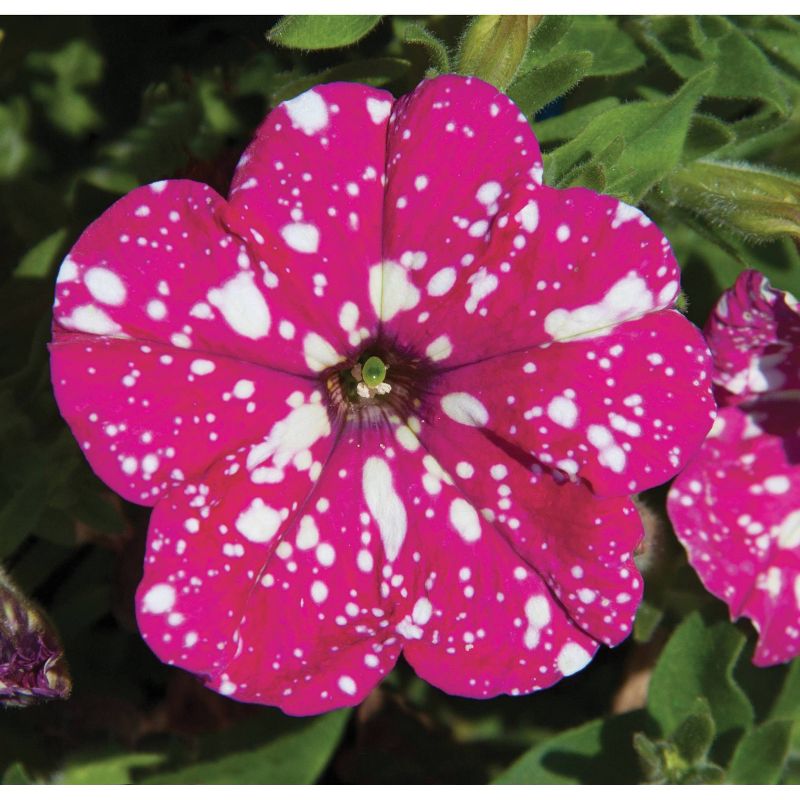 3pc PinkSky Petunia Plant with Pink/White Blooms - National Plant Network