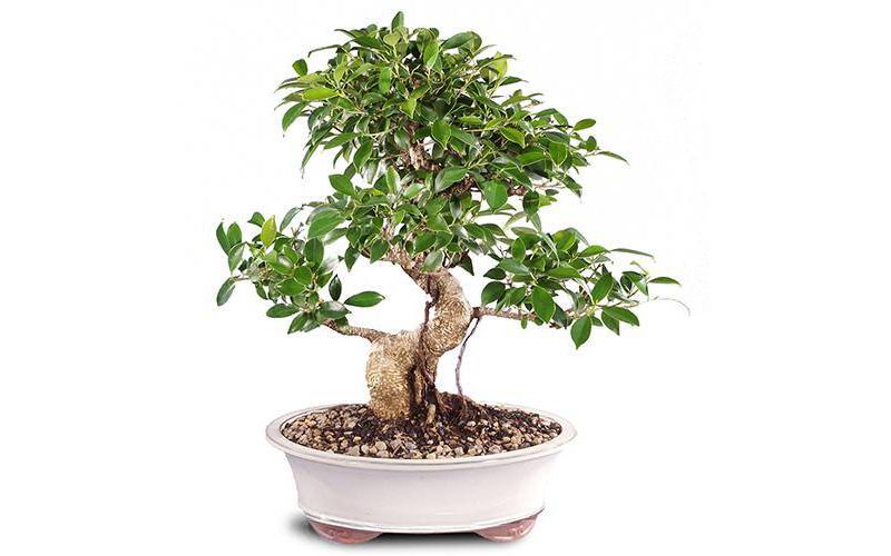 Extra Large Golden Gate Ficus Indoor Live Houseplant - Brussel's Bonsai