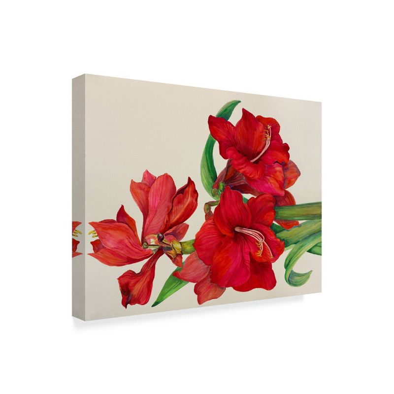 24" x 32" Amaryllis Standing Tall by Joanne Porter - Trademark Fine Art