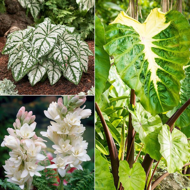 Van Zyverden Set of 12 Color Your Garden Collection Bulbs White