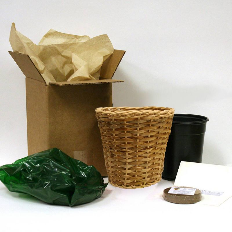 Van Zyverden Lucky Cover Kit with Growers Pot and Decorative Basket