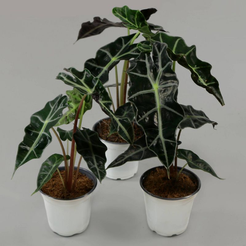 3pc Elephant Ears Polly - National Plant Network