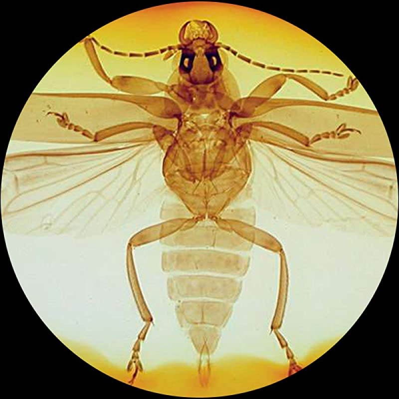 SE306-AZ-E2 Digital Binocular Stereo Microscope, WF10x and WF20x Eyepieces, 20X/40X/80X Magnification, 2X and 4X Objectives, Upper and Lower Halogen Lighting, Reversible Black/White Stage Plate, Arm