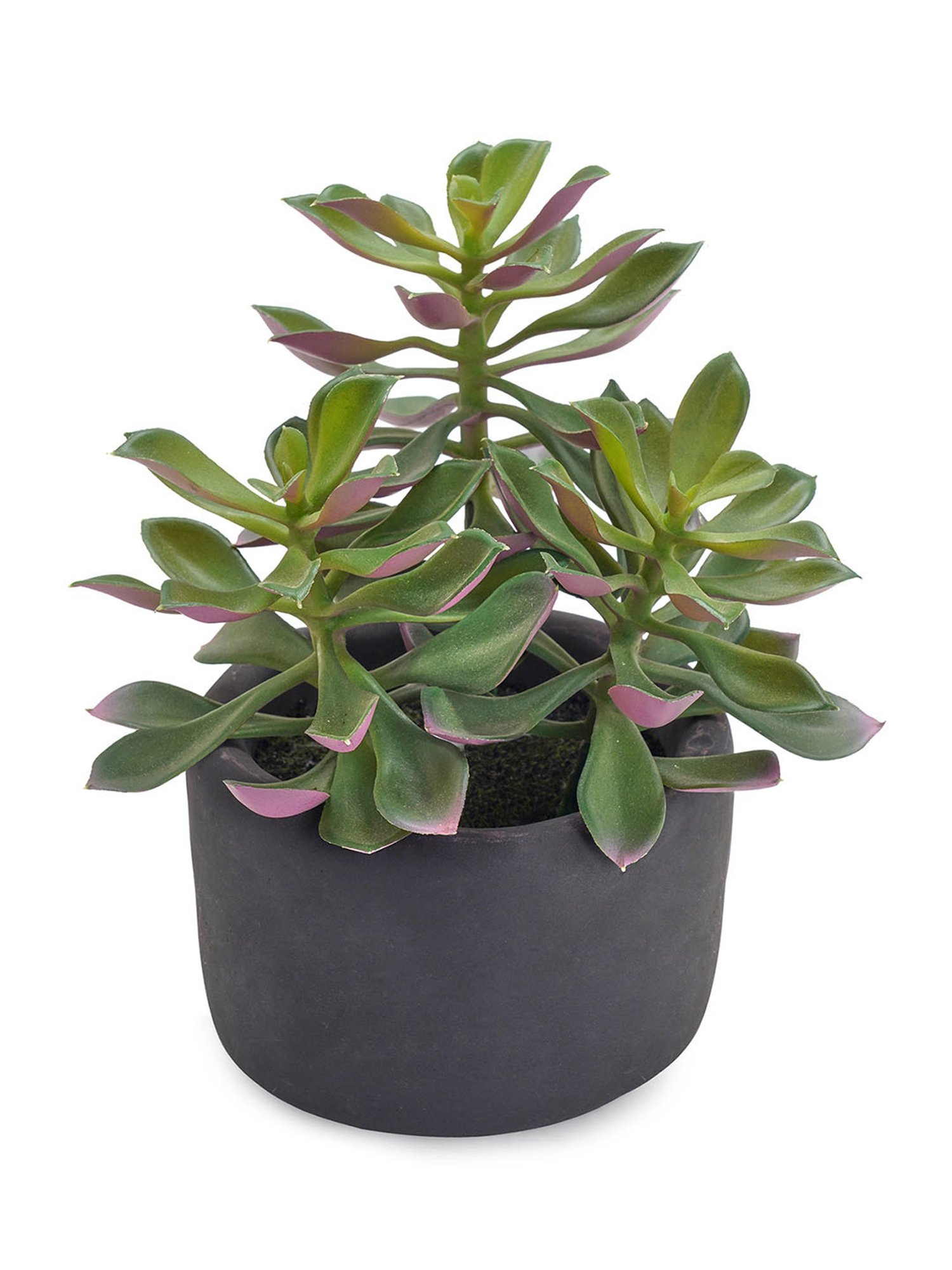 Pure Home and Living Green Plastic Succulents