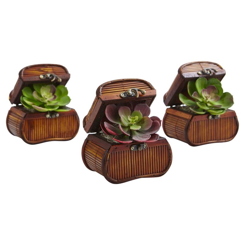 Echeveria in Chest 3pk - Nearly Natural