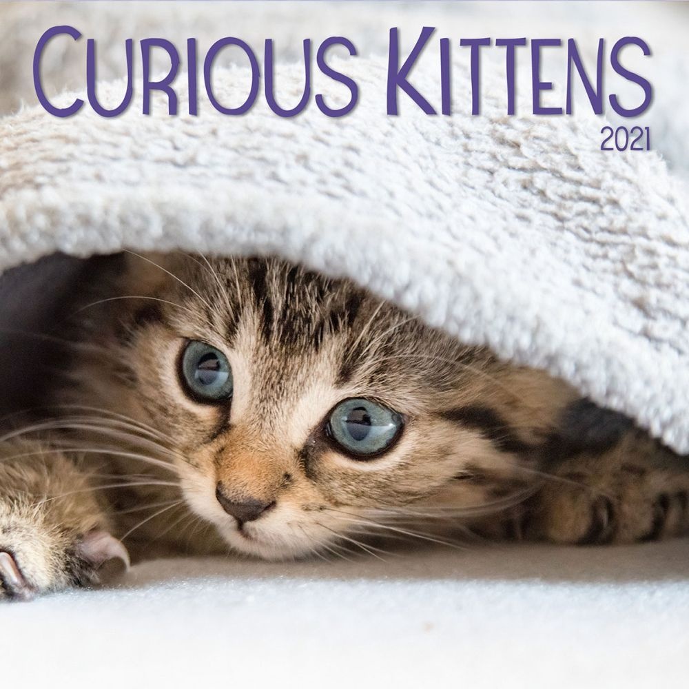 Turner Licensing,  Curious Kittens Mini Wall Calendar 2021