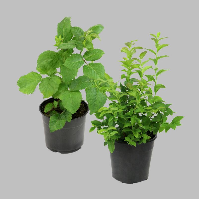 2pc Bushel and Berry Collector's Edition - National Plant Network