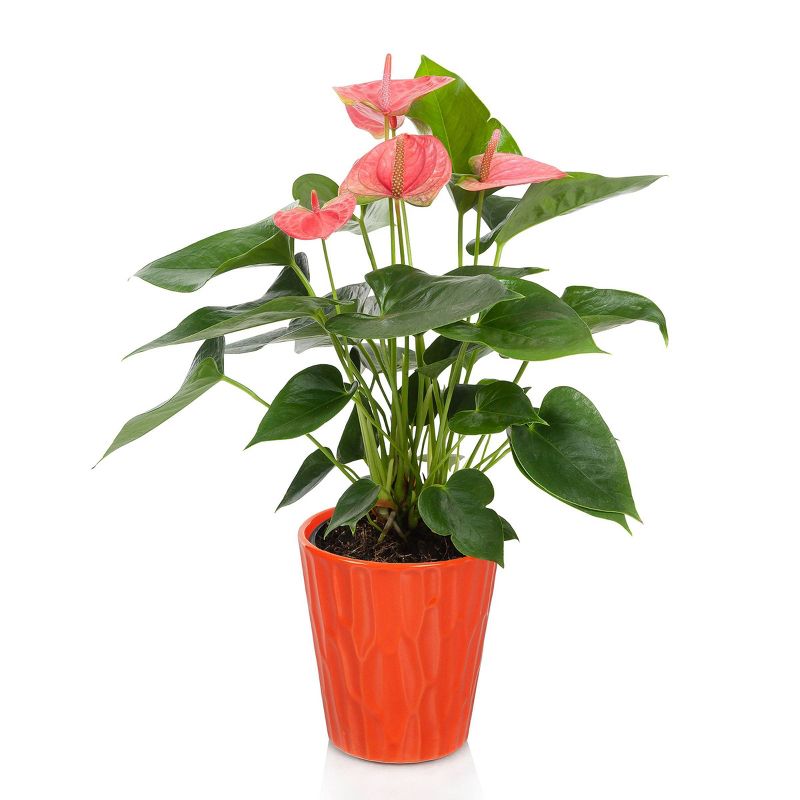 Just Add Ice 5" Pink Anthurium in Ceramic