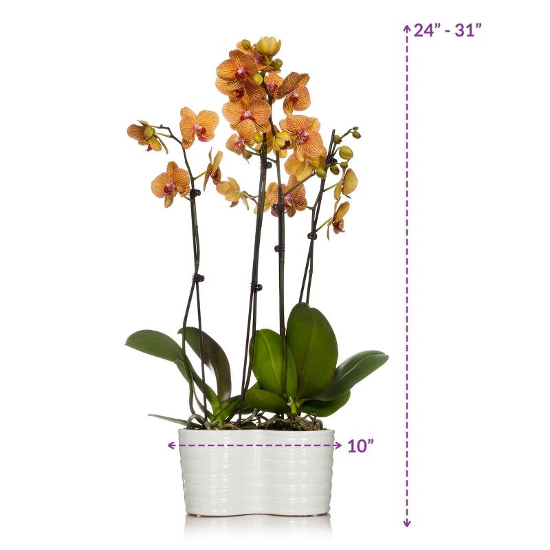 Just Add Ice 10" Salmon Orchid Duo in Ceramic