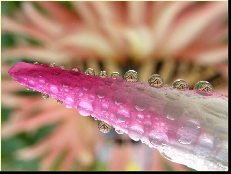 Canon EOS 70D 10x High Definition 2 Element Close-Up (Macro) Lens (82mm)