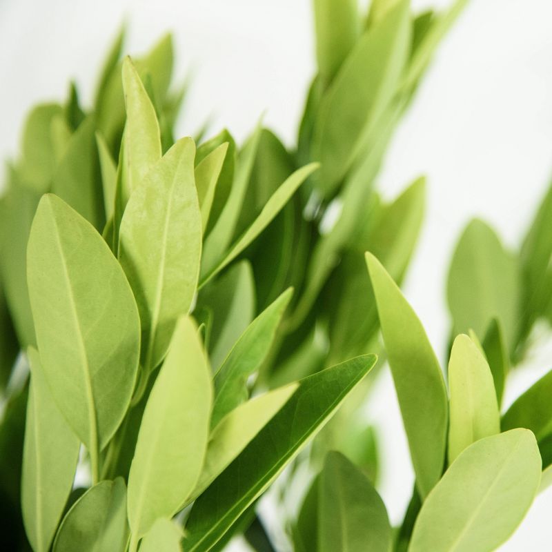 National Plant Network 2.5qt Florida Anise Plant Yellow Blooms