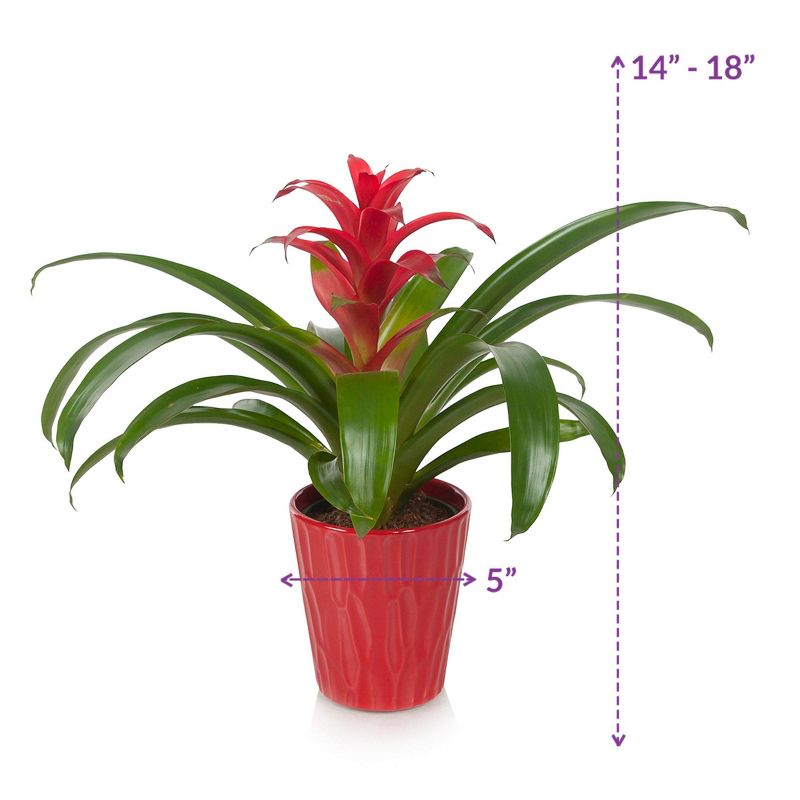 Just Add Ice 5" Red Bromeliad in Ceramic