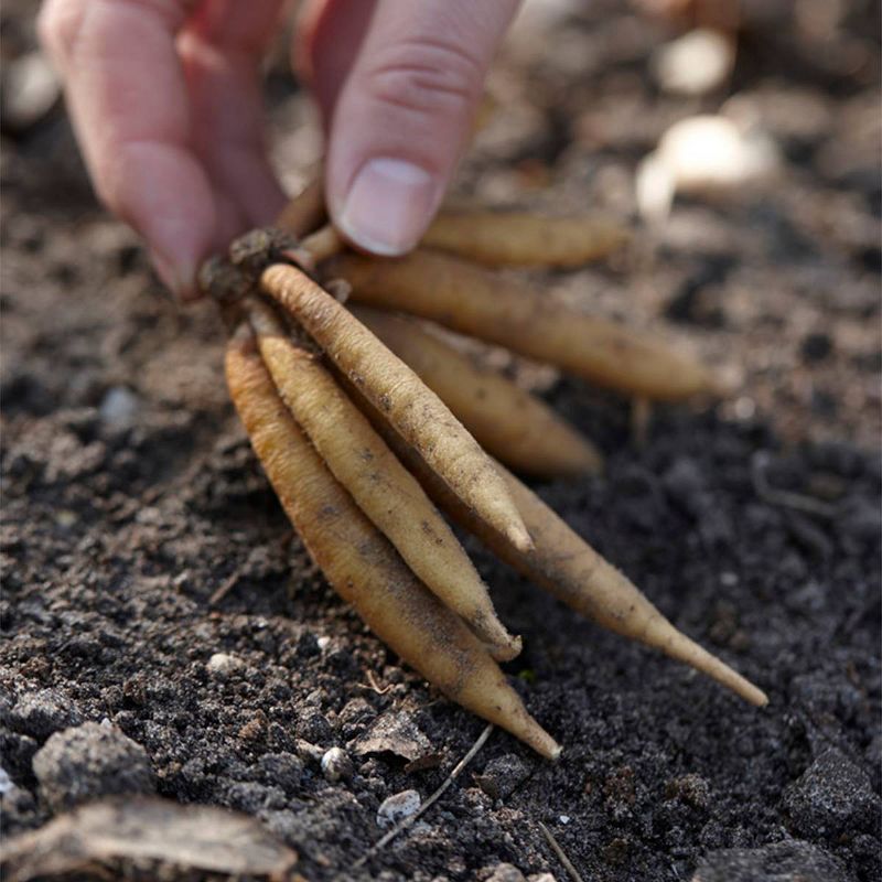 5ct Astilbe Top Choice Cake Mixture Bulbs - Van Zyverden