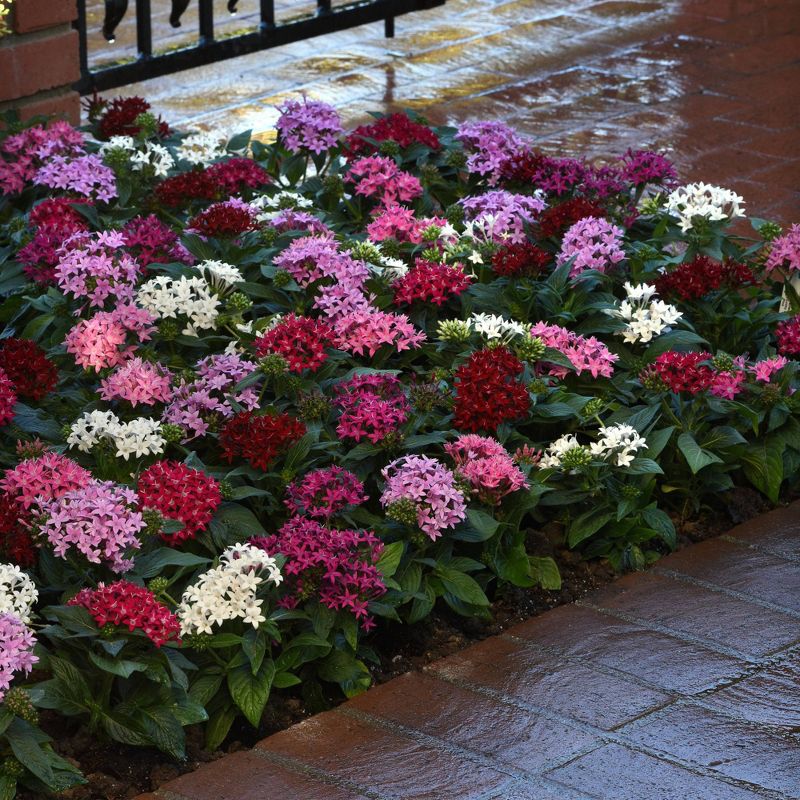 3pc Burpee Pentas Star Bright Mix - National Plant Network