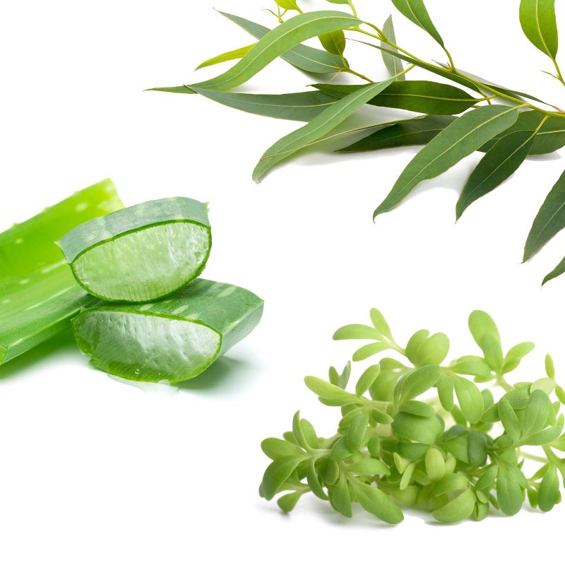 Babo Botanicals Cucumber and Aloe After Sun Treatments - 8 fl oz