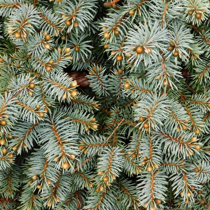 2pk Living Christmas Tree Seed Grow Kit - Colorado Blue Spruce - The Jonsteen Company