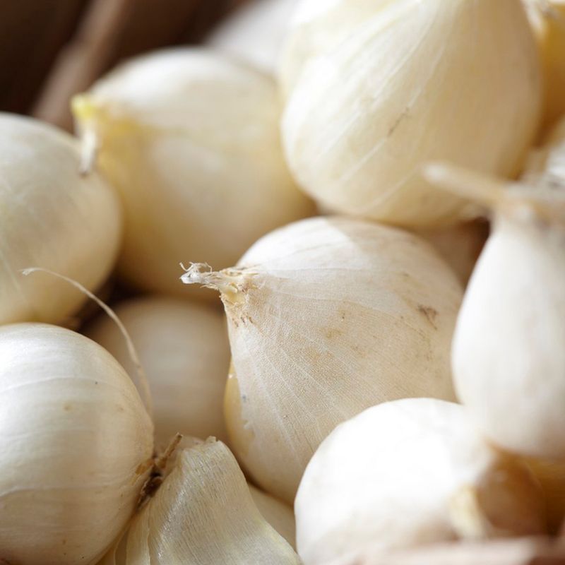 Allium Blend Set of 12 bulbs - Purple - Van Zyverden