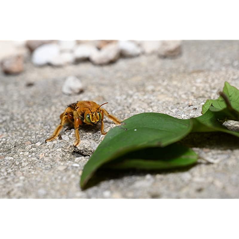 NIKKOR Z 24-70mm f/4 S Standard Zoom Lens for  Z Mirrorless Cameras