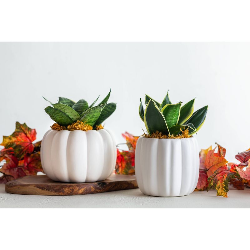 LiveTrends Abundance - 3pk