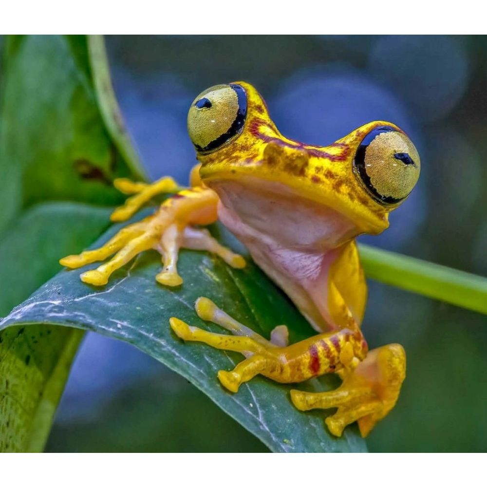 Calendar Ink,  Frogs WWF Wall Calendar 2021